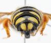 Rhodanthidium septemdentatum